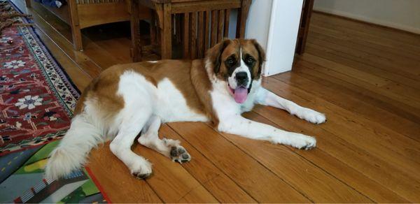 The world's best Saint Bernard Ariel (RIP) came from Pet Orphans of Southern California!