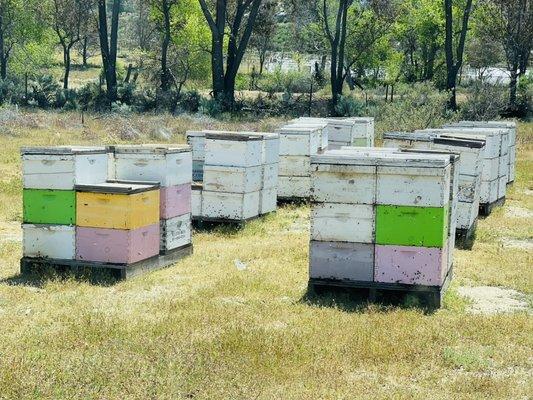 Happy Bees!