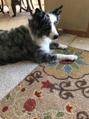 This old farm dog says thank u  I smell and look fabulous