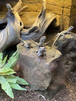 Bearded dragon babies.