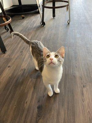 White and grey adoptable cat at Whisker Station Cat Cafe.