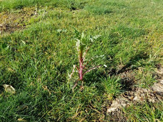 Thistle coming up from not cutting it.