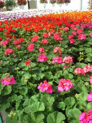 Geraniums