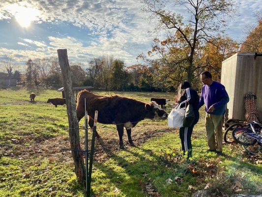 The owner Bob assisting one of the patrons in feeding the yearling