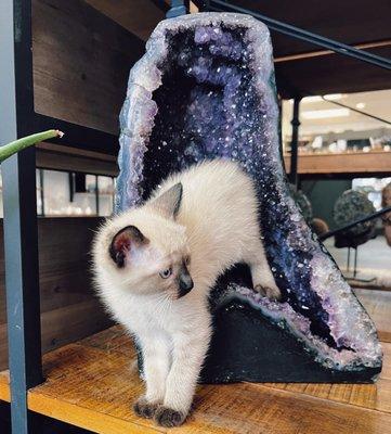 Even the kittens love crystals