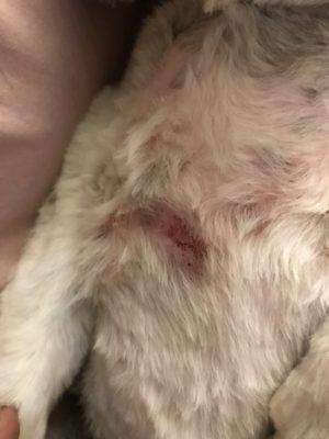 My pets clipper wound after being groomed.