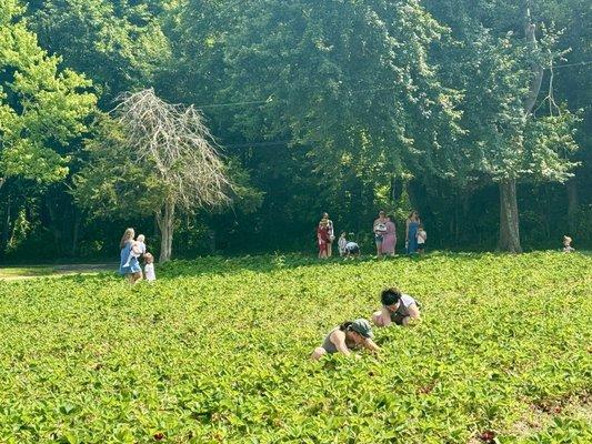 Strawberry field