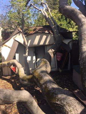 Second time tree continued to fall showing much more damage to shed