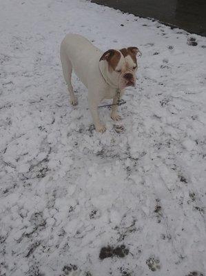 My handsome boy in the snow! Playtime is essential.