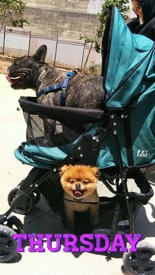 San Francisco Dog Walking Service