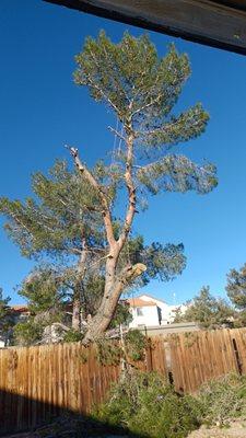 Pine remove