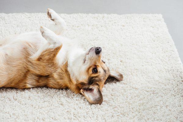 Corgi on carpet after pet urine odor removal in Fort Worth