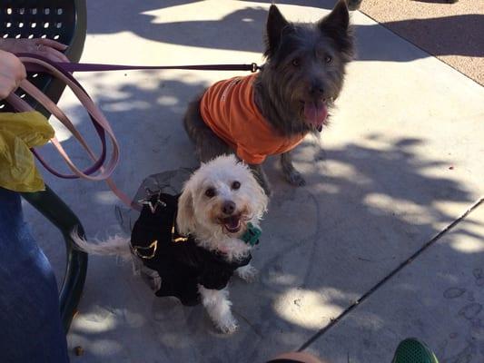 Lolli and Enca at the Paws n Play trick or treat event for Halloween.