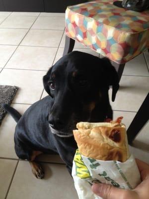 Kotas Subway favorite... Chicken and bacon with no ranch. Dog approved!