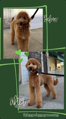 Before and after of a 7 month old standard golden doodle!