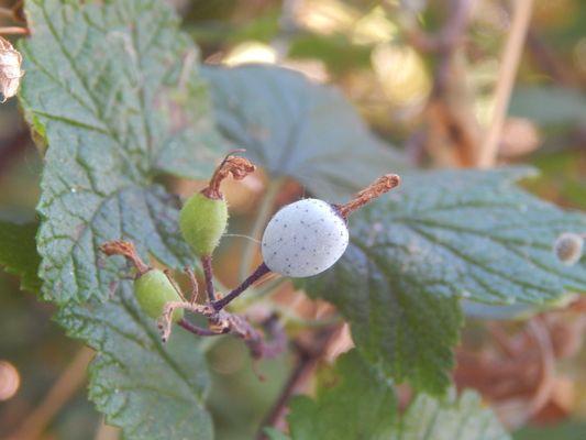 Small prickly light blue colored berry with darker blue speckles.