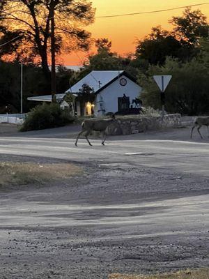 Wildlife close by to watch