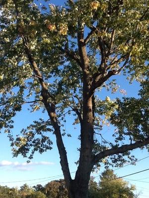 Crown Clean. in Springfield G&V Tree Service, "your Tree Care Specialist