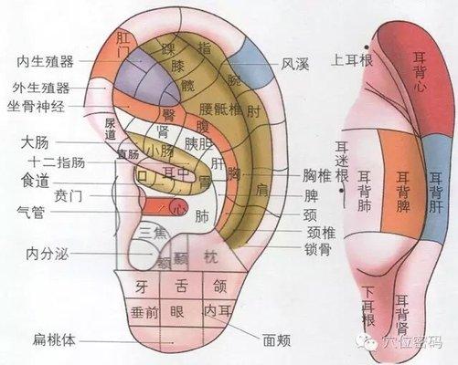 For ear massage