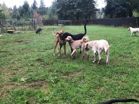 Our boy is a Ridgeback shown here at Camp