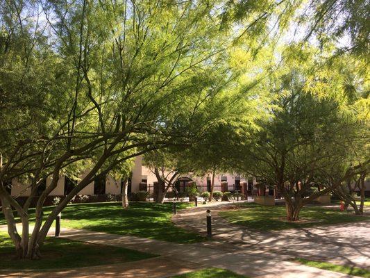 The entrance is on the west side by the  Palo Verde trees.