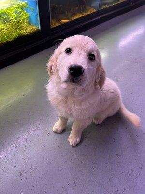 English Cream Golden Retriever