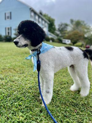 Youngsoo's First Haircut. A standard poodle cut.