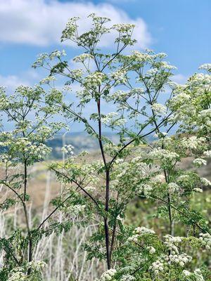 Pretty flowers along the trail! (May 2021)