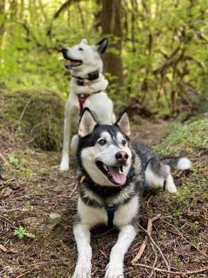 Off Leash K9 Training