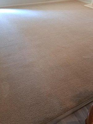 Living room carpet looks fantastic.