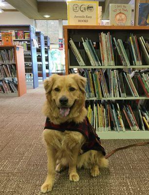 Happy, a Therapy Dog enjoys the reading program with the children at the library.