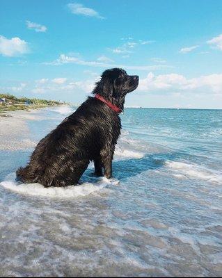 Dog beach. Gold of Mexico.