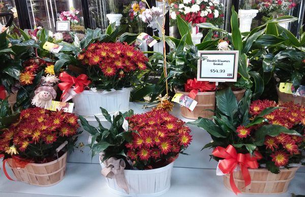 Beautiful Fall Mums