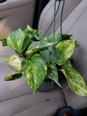 I take in all the orphan plants after the holidays have passed. 50% off whootwhoot.