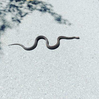 This is a gopher snake. This snake gets rid of gophers. But not as fast as a Gopher Trapper. call Smith's today to get rid of...