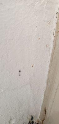 new black mold on wall