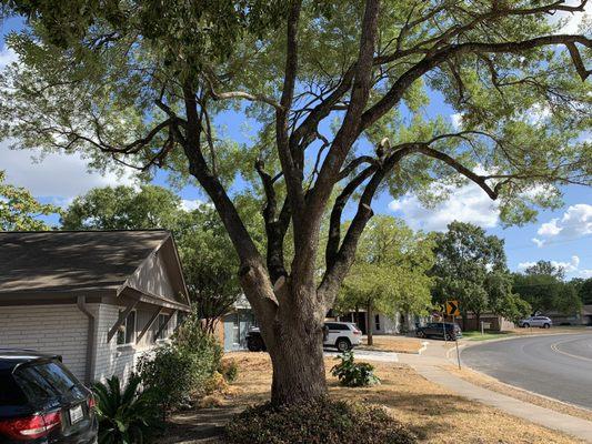 Freshly pruned Ash in our front yard