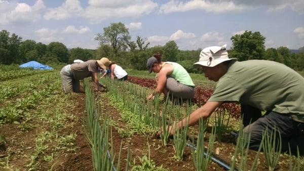 Volunteer crew