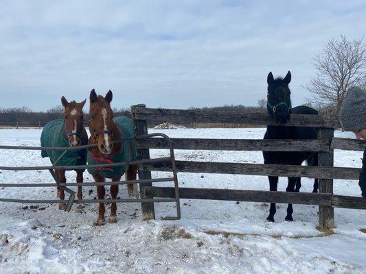 Wedgewood Riding Ctr