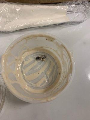 Hornet in my food