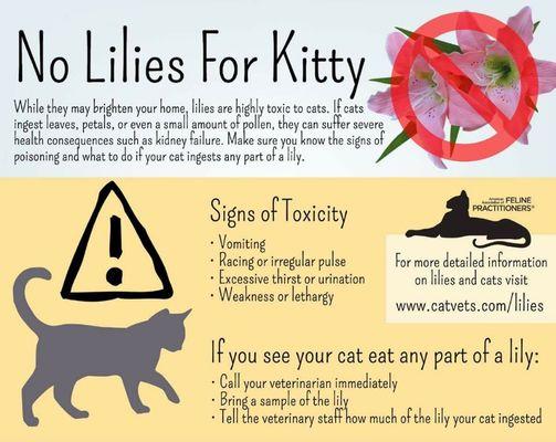 Caution: lilies can kill kitties