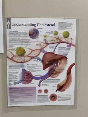 Explanation of Cholesterol