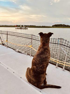 Sunset sailing onboard, private charters aboard Seas Life Sailing charters in Folly Beach. Call today to book your dolphin boat rental sail.