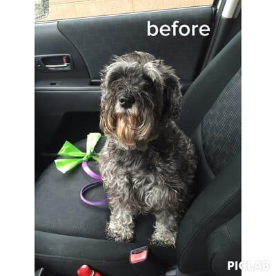 Pre-groom!