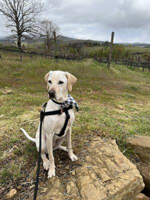 Good girl posing with the vines!