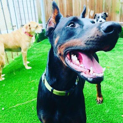 Happy dogs participating in some outdoor playtime!