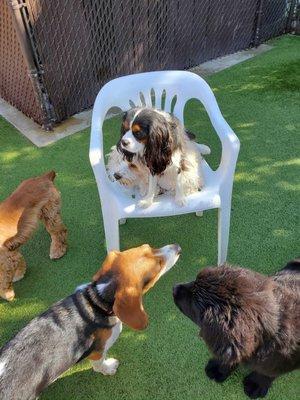 Winston leading a top secret puppy meeting!