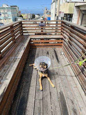 Happy pup despite the cone!