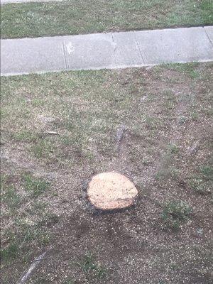 Just the stump