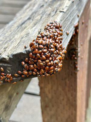 Lady bug season